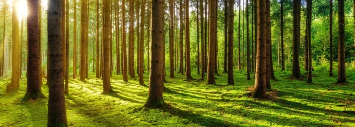 Foret ensoleillée