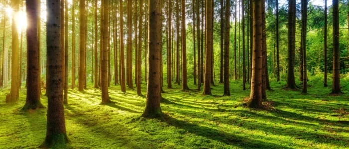 Foret ensoleillée