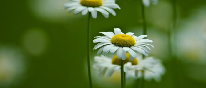 Camomille