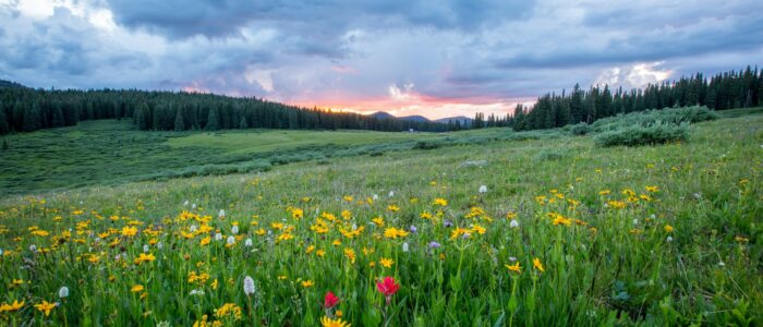 Prairie