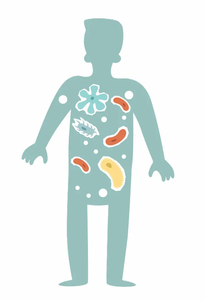 Microbiote compléments souches probiotiques