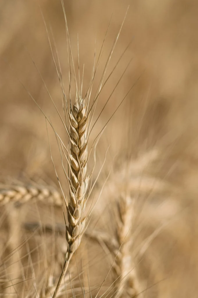 Épi de blé