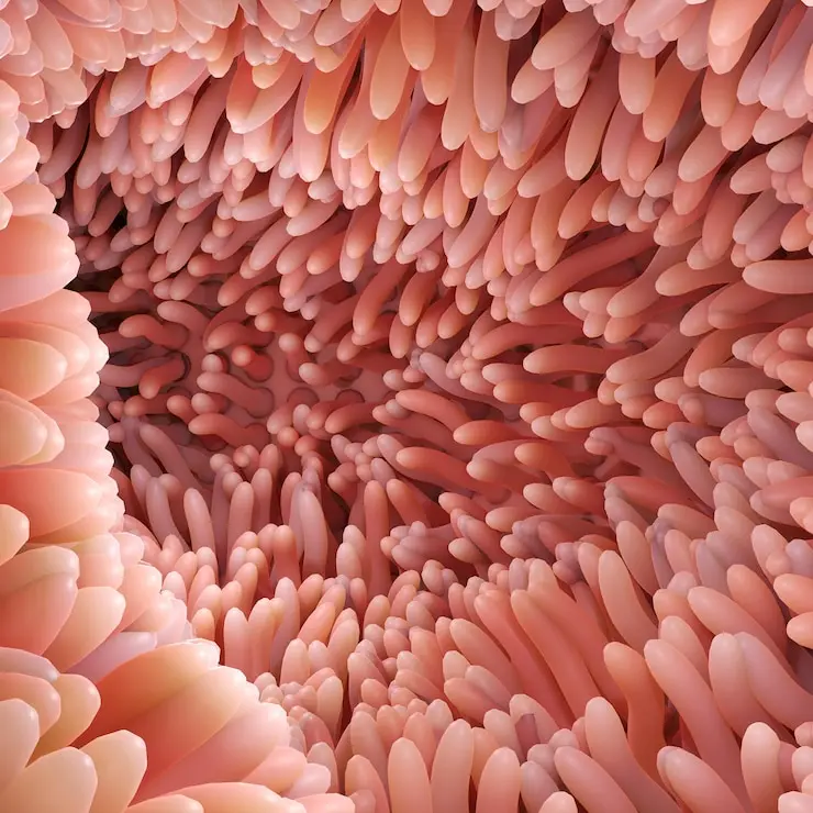 Villosités intestinales